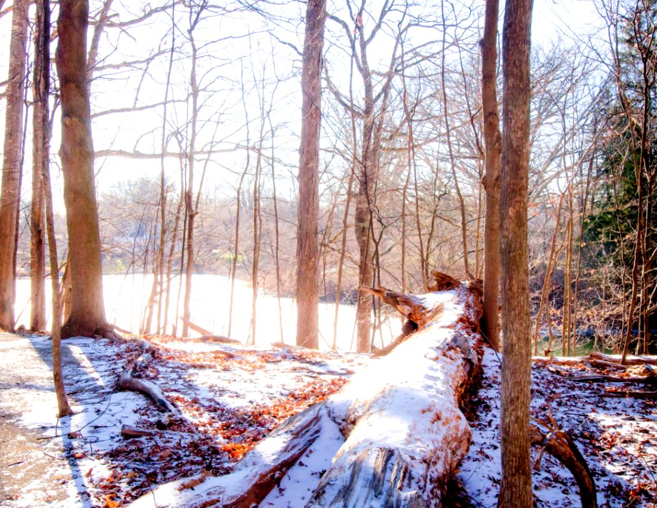 Color, Winter, Forest