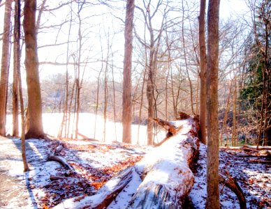 Color, Winter, Forest photo
