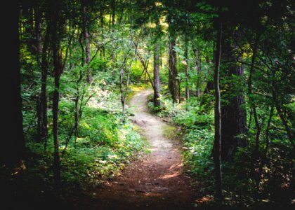 thin pathway between green trees