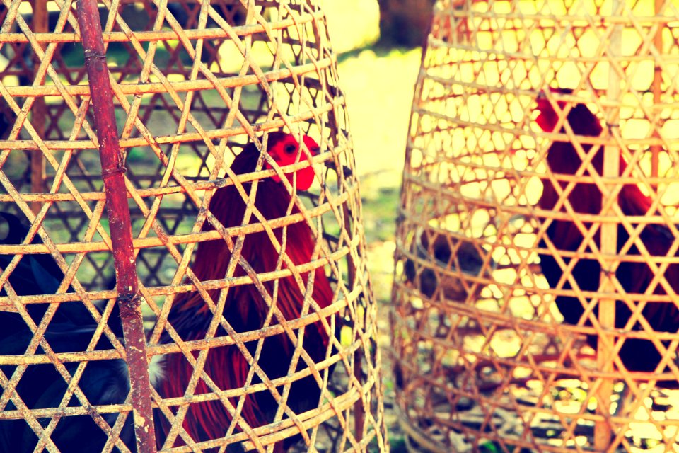 Bali, Indonesia, Rattan