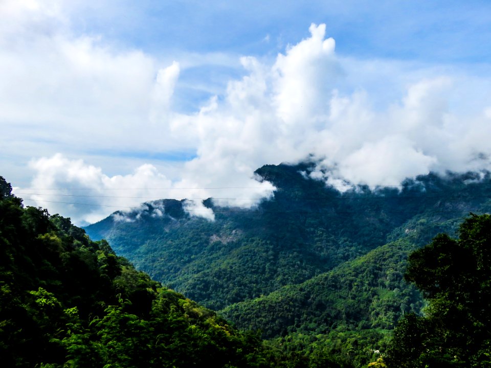 Scenery, Height, Trees
