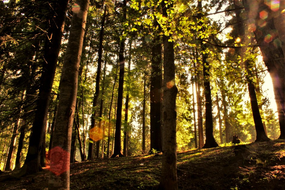 Braov, Romania, Forest