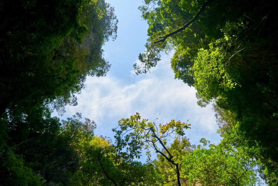 Tree green sky