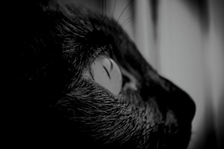 Eyes, Hair, Macro