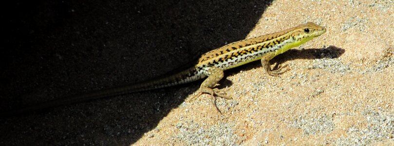 Lizard reptile cyprus