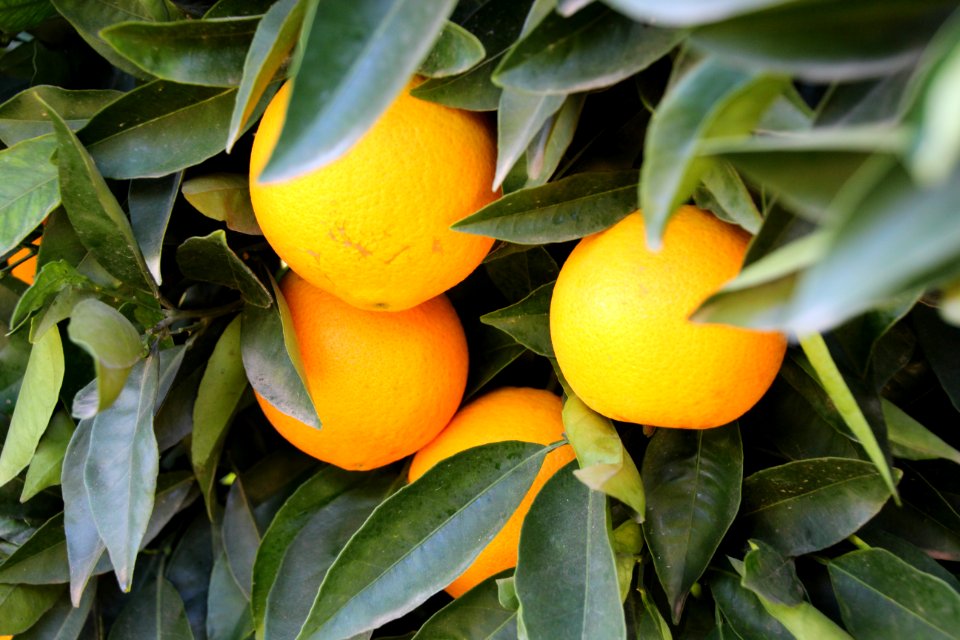 South africa, Addo, Fruit