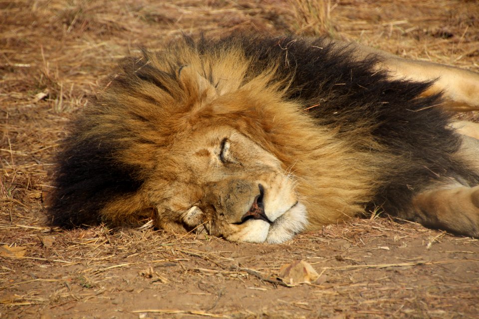 South africa, Kevin richardson wildlife sanctuary  lionwhisperer , Cullinan