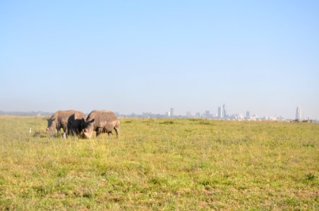 Kenya, Nairobi, Safari photo