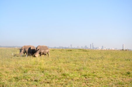 Kenya, Nairobi, Safari