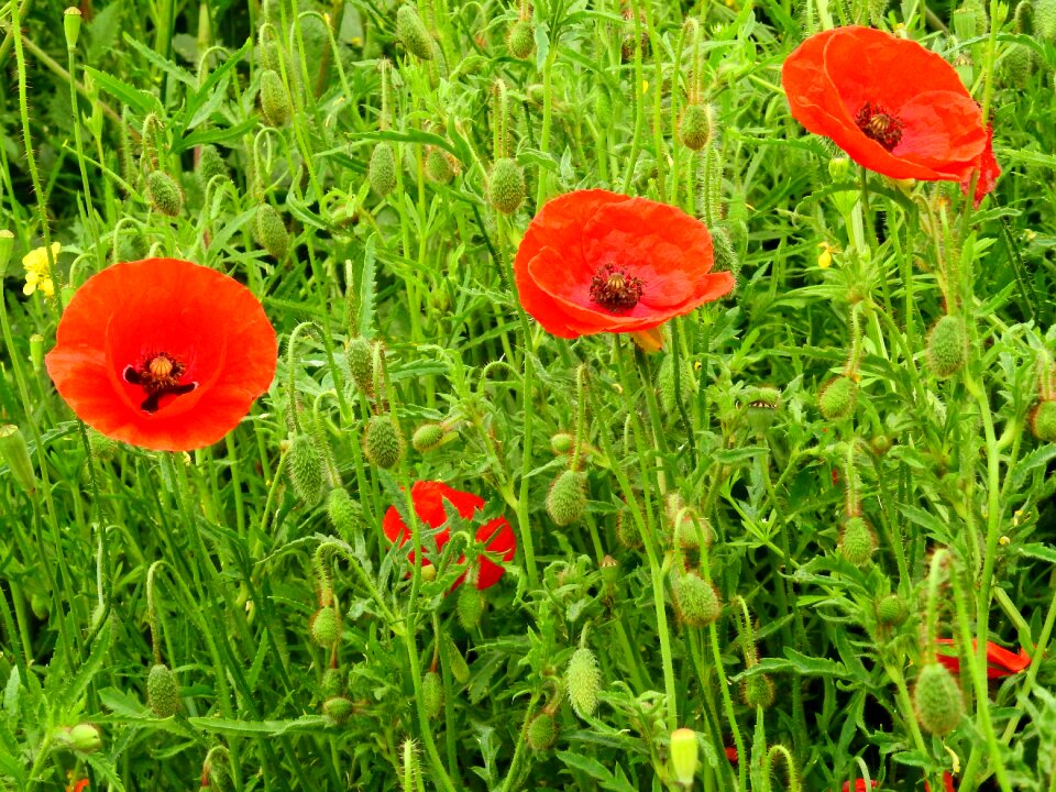 Flowers spring spring meadow