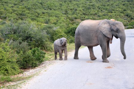 South africa, Addo, Cute