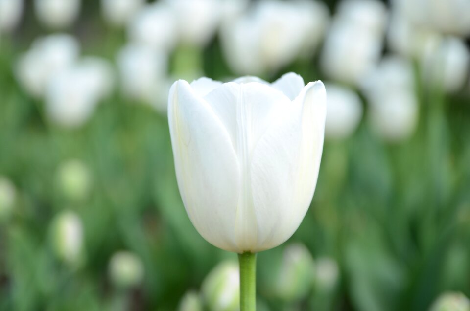 Flower tulip sea of flowers