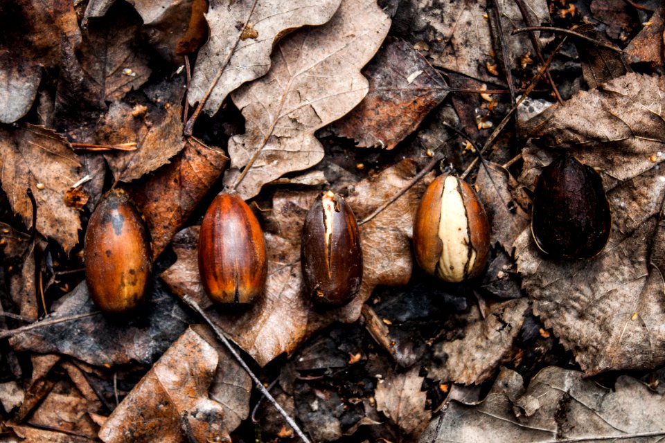 Forest, Autumn, Acorn