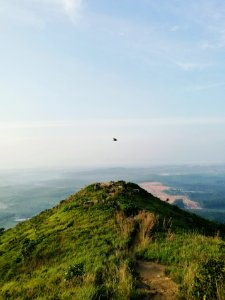 Freedom, Free, Swallow photo