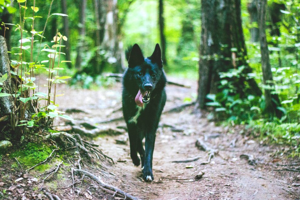 Forest, Dog
