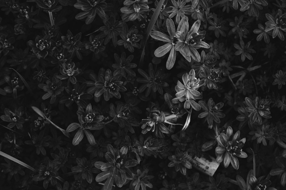 Zhigulyovsk, Russia, Leaves