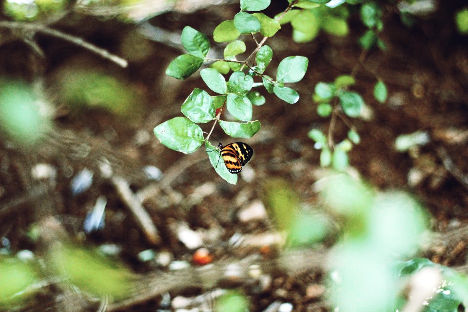 Tuiutinga, Brazil, Nature