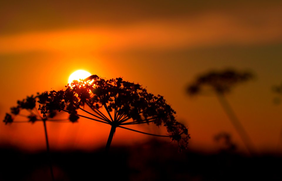 silhouette photo of flower under sunset