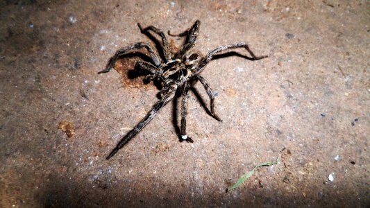 Arachnophobia insect animal