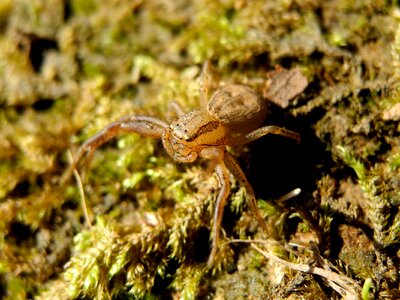 Spider macro nature