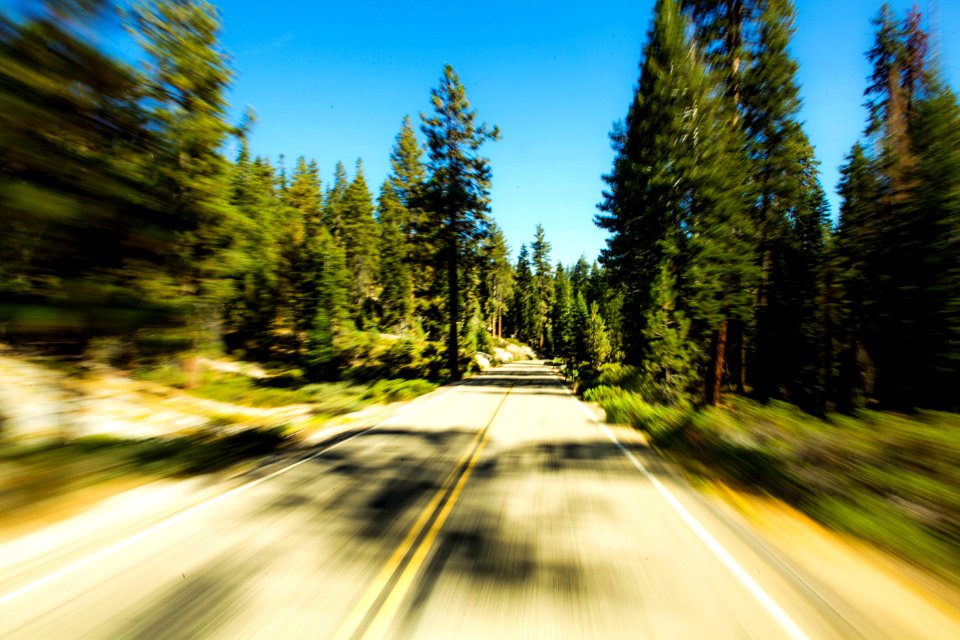 Sequoia national park, United states, Summer
