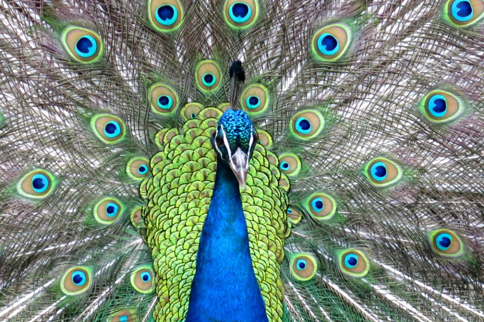 Hamilton, New zeal, Hamilton zoo