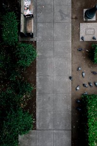 aerial photo of park with gray pigeons photo