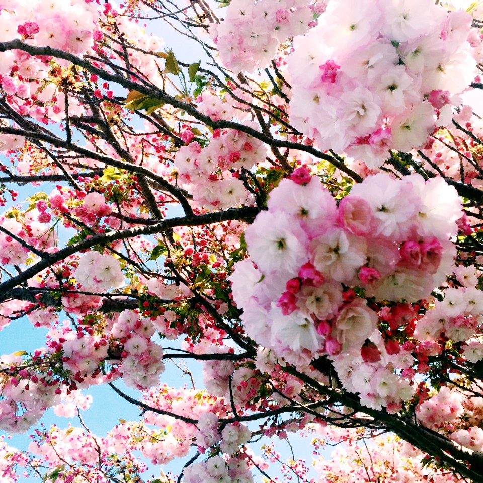 Bright, Blue sky, White photo