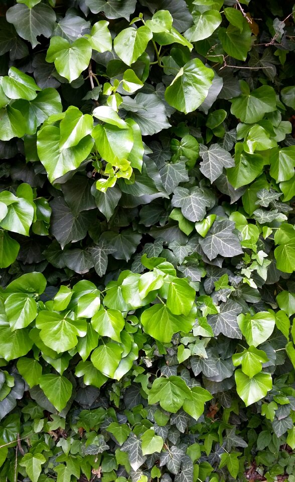 Wall green structure