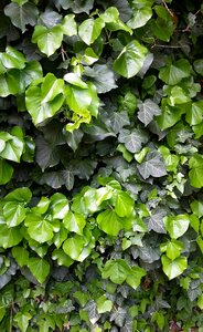 Wall green structure
