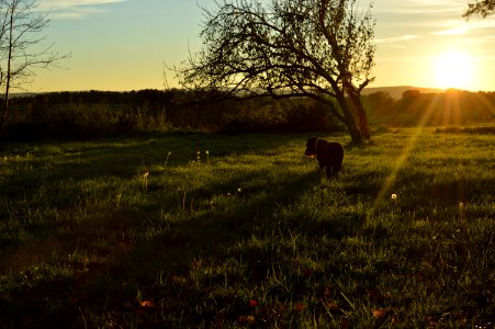 black dog on green grass near withered tree photo