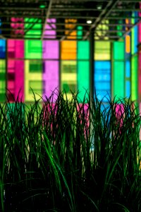 Grass, Light, Rainbow