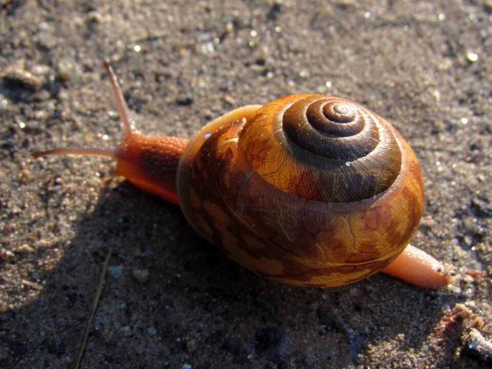 Invertebrate mollusk outdoors