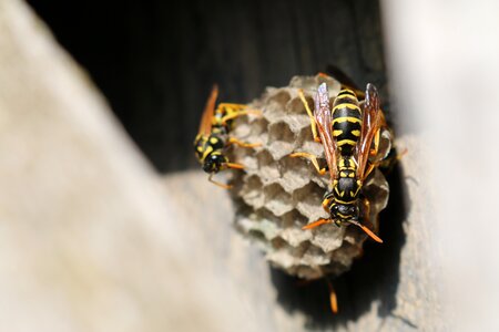 Black insect nature