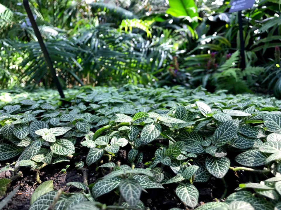 Missouri botanical garden, St louis, United states