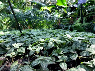 Missouri botanical garden, St louis, United states