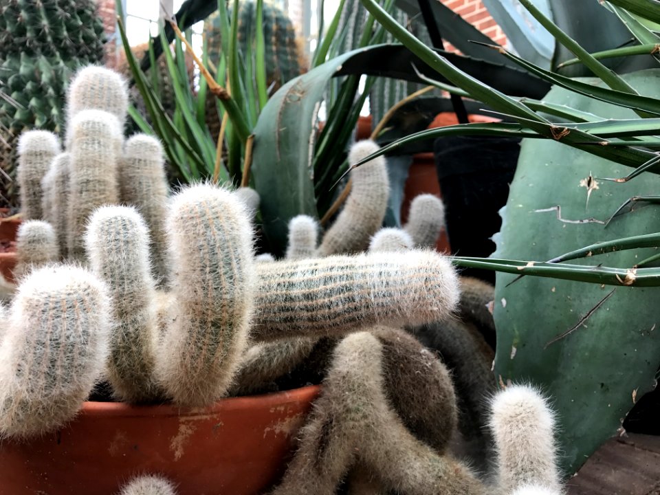 Missouri botanical garden, St. louis, United states