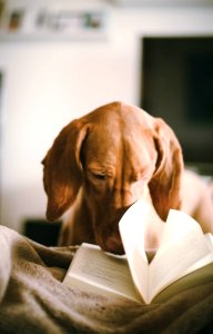 dog reading book during daytime photo