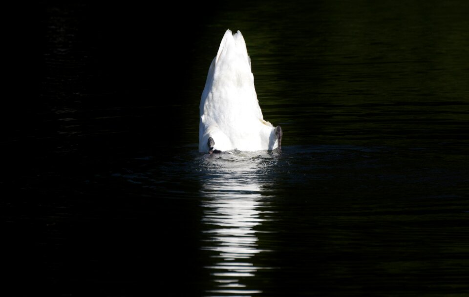 Animal white schwimmvogel