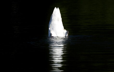 Animal white schwimmvogel photo