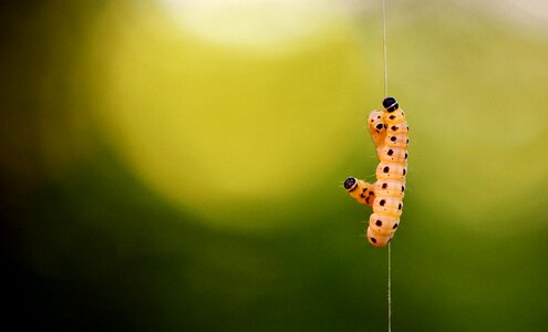 Caterpillar animal nature photo