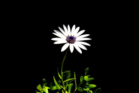 selective focus photography of white petaled flower photo