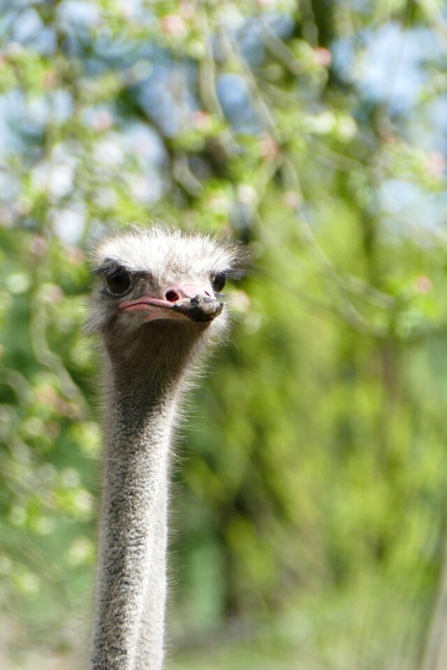 Bird flightless bird close up