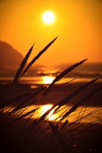 Perranporth beach, United kingdom, Grass photo