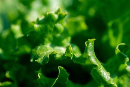 micro photography of green leaf photo