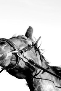 Animal, Horse