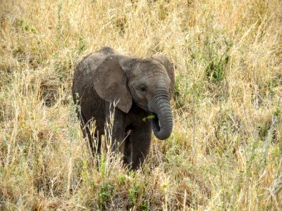 Tanzania, Manyara region, Kenya