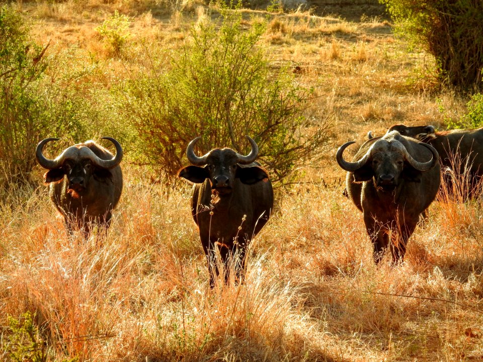Tanzania, Manyara region, Animal