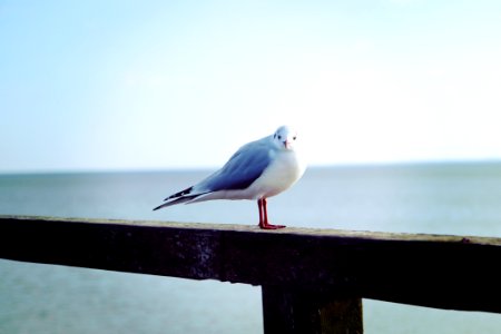 white and blue bird on rail