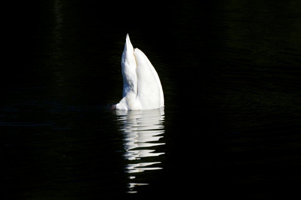 Animal white schwimmvogel